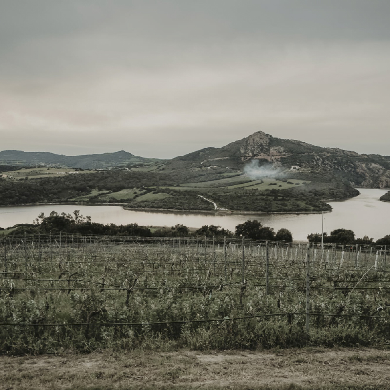 Azienda Vitivinicola Deperu Holler