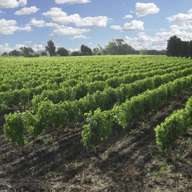 Azienda Vitivinicola Pippia